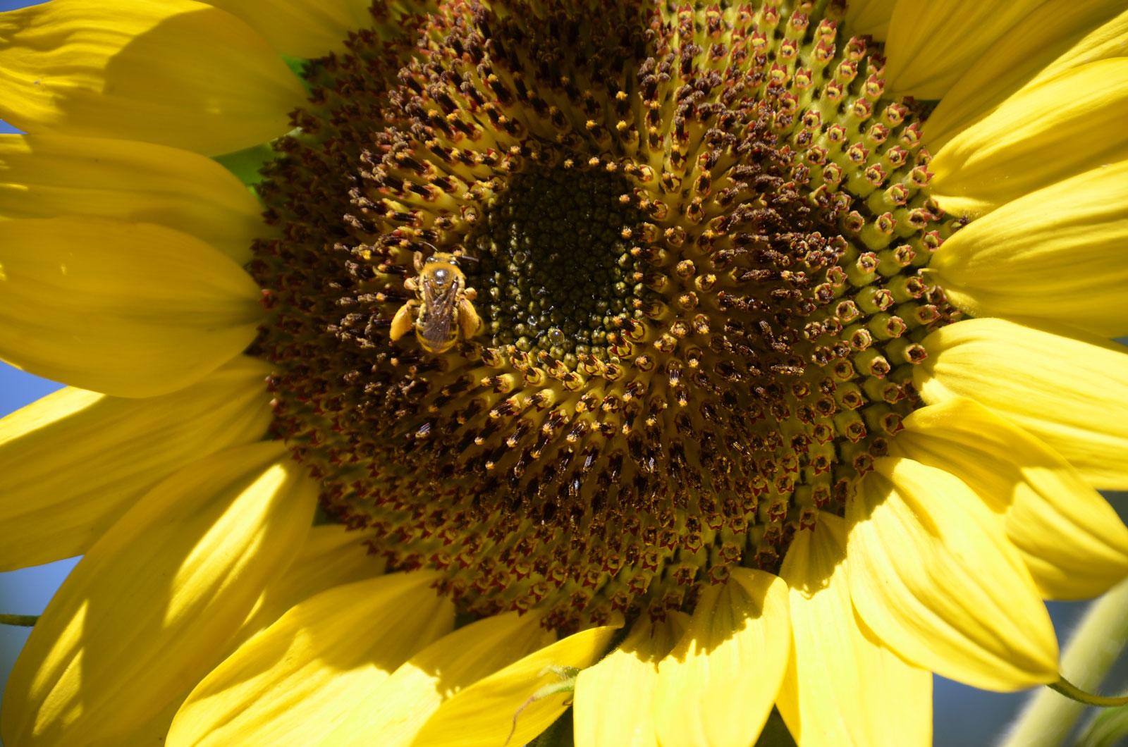 Picture of a money bee on a sunflower