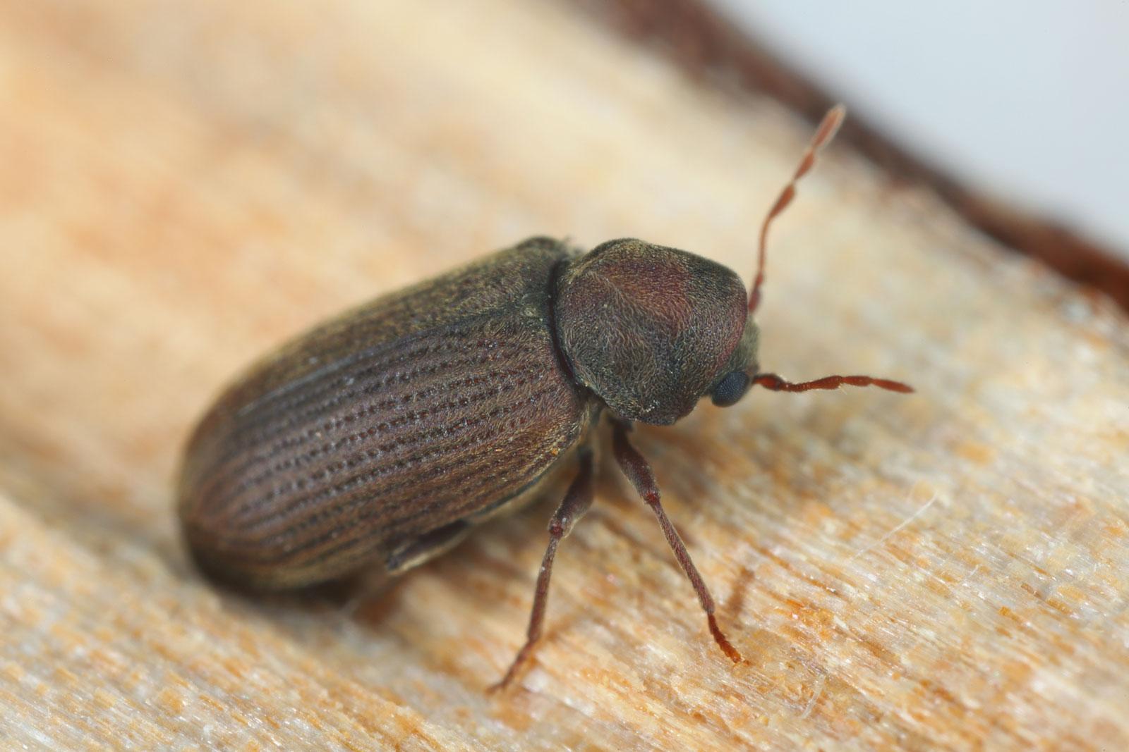 Picture of a woodworm or furniture beetle.