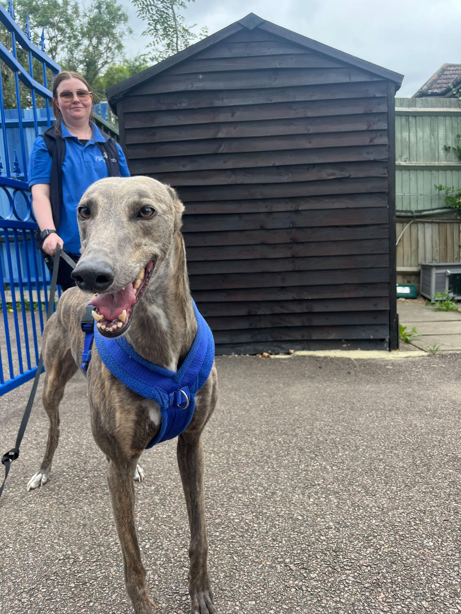 Photograph of a greyhound at the Animal Welfare Trust.